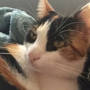 Meet your Posher, Julia